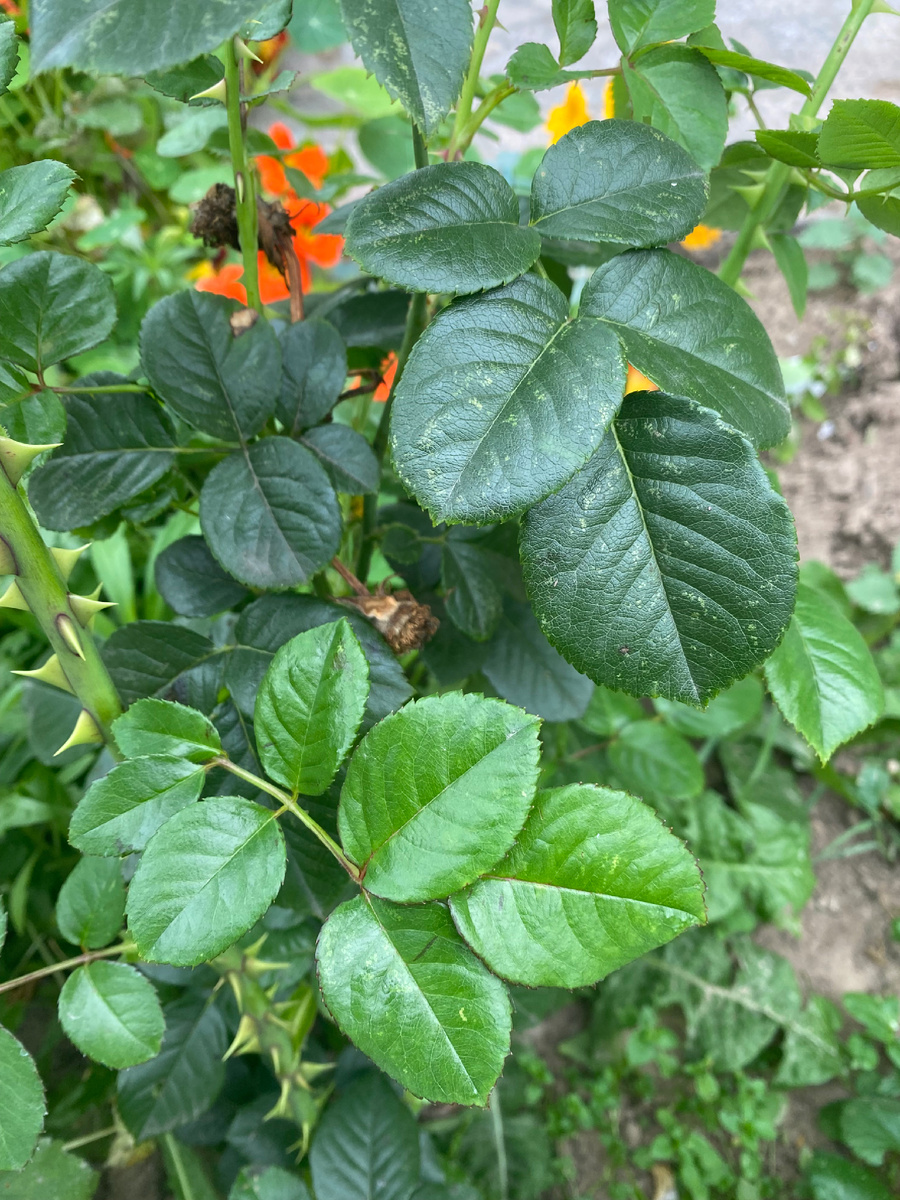 Два разных листа с одной розы, фото автора