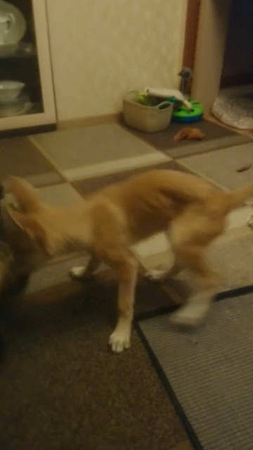 Шерри и Глаша играют 