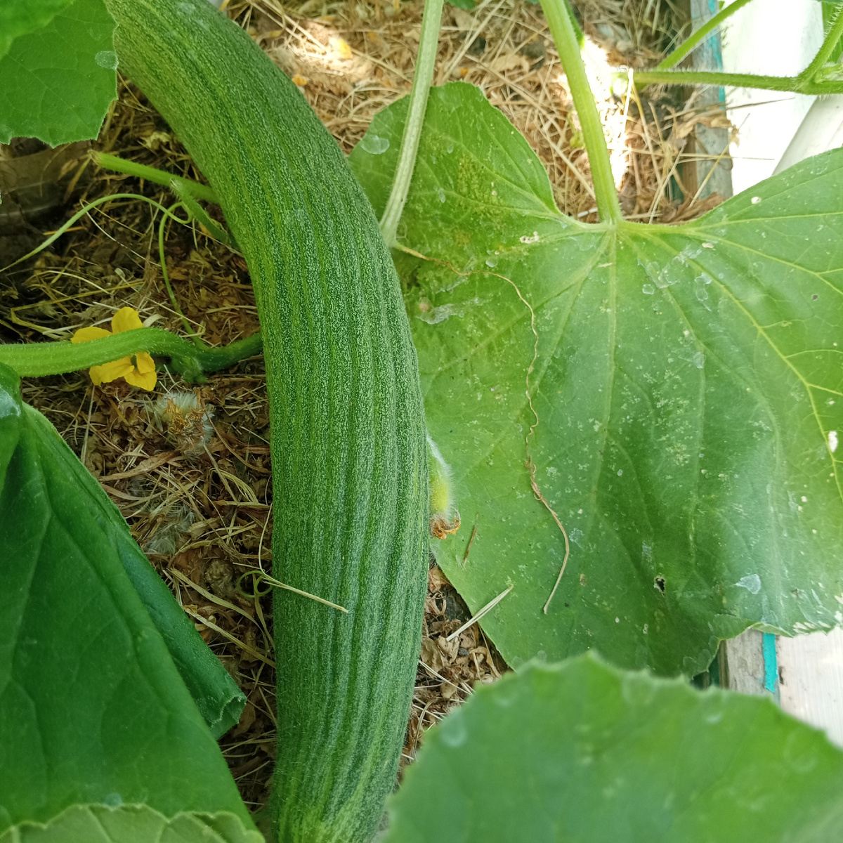 фото моё, армянский огурец