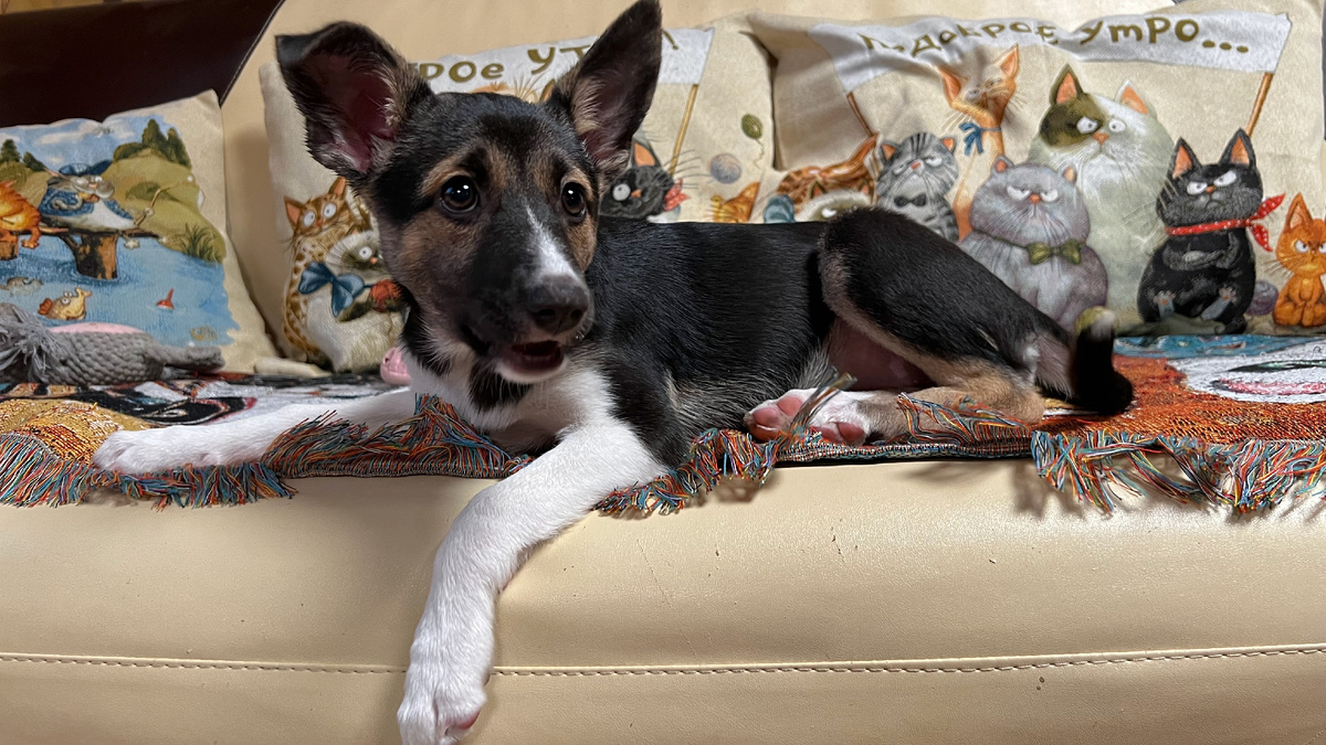 Принцесса Лея-Ураган