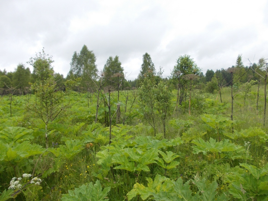 Тверским землевладельцам рекомендовано уничтожить «плантации» борщевика