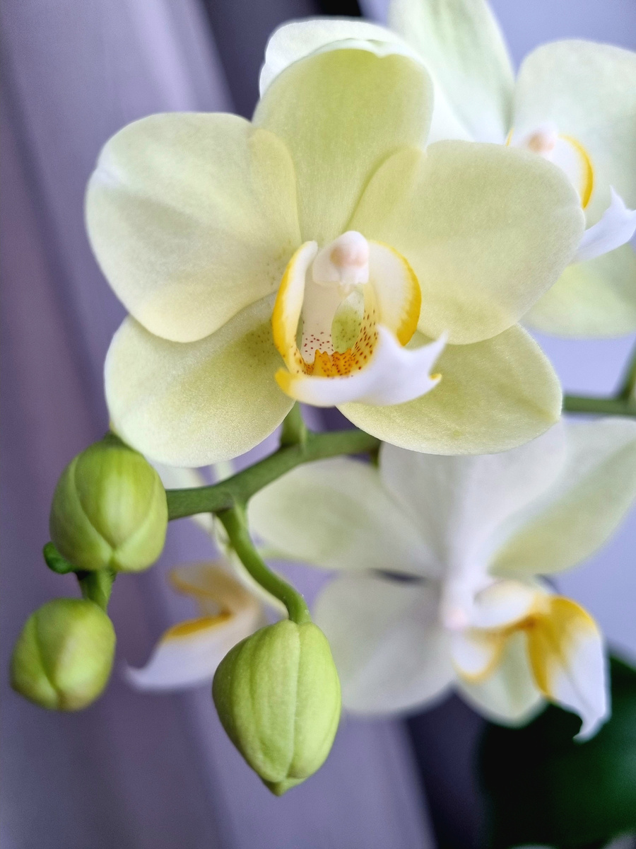 С этой миниатюрной орхидеи началась моя коллекция. Фото: Зеленая леди, сад, семья и томатный сок