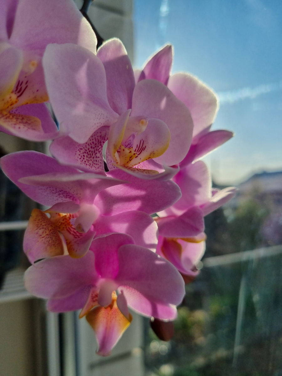 Подарок мужа. Фото: Зеленая леди, сад, семья и томатный сок