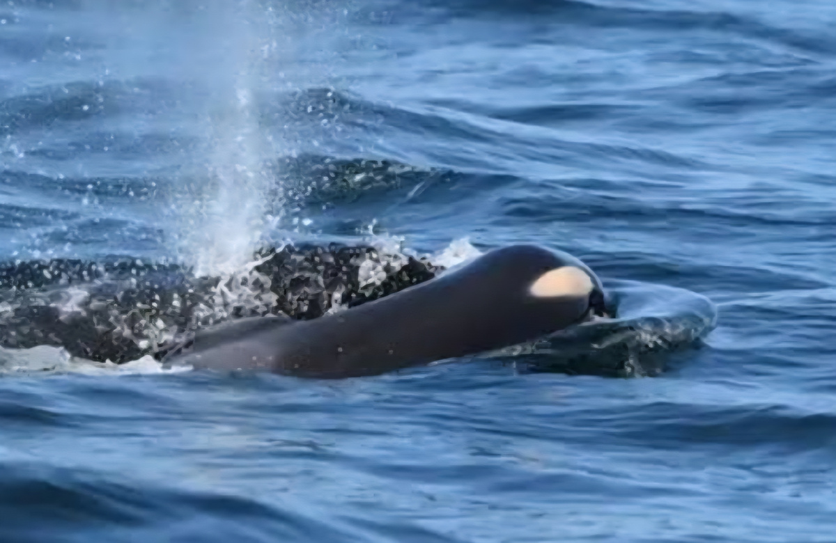 Косатка Алки (стаи J) в водах пролива Росарио (Тихий океан) несет на себе своего детеныша