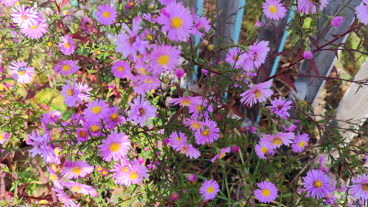 Астры – Осенние Свечи Радости