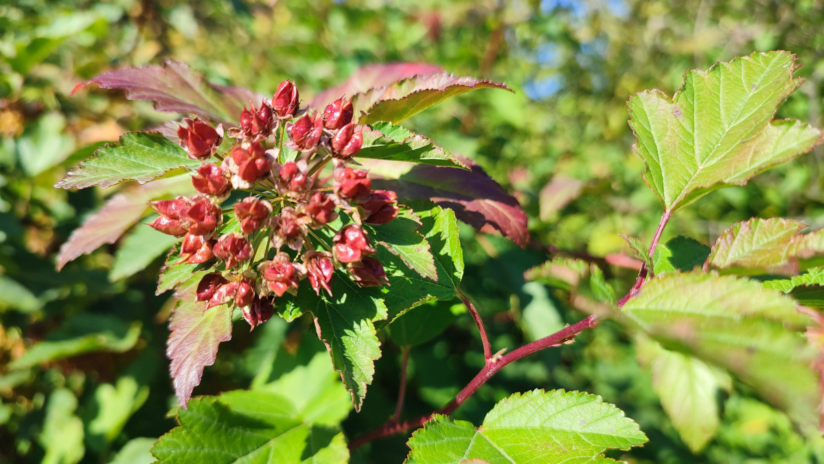 Краски осени