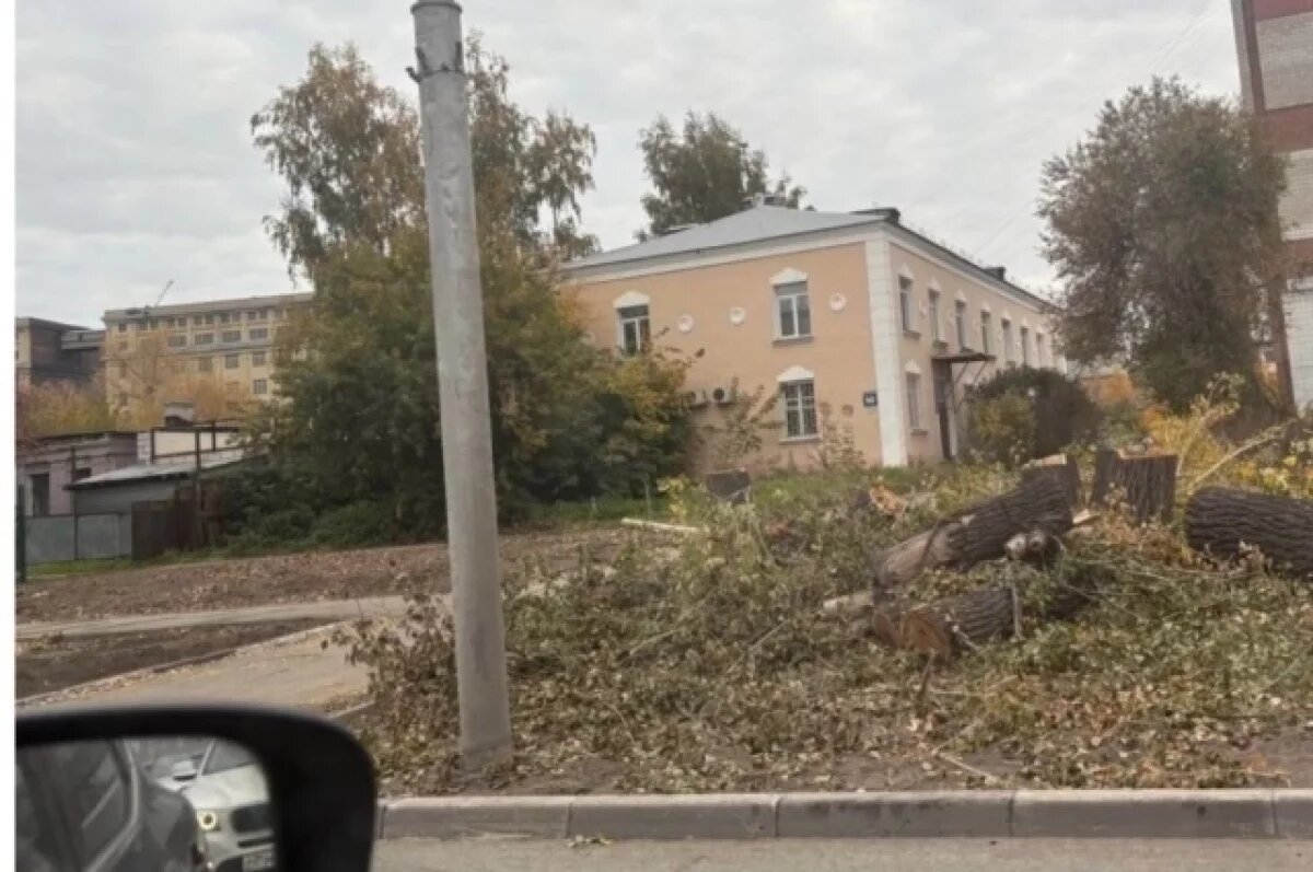    400 лип высадят в Новосибирской области вместо старых тополей