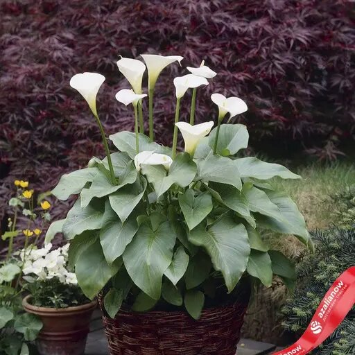   Желтеет калла в горшке — уход и лечение Вера Курилыч