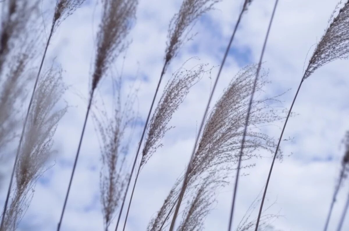    Опасный ветер обрушится на Воронежскую область днём 24 сентября