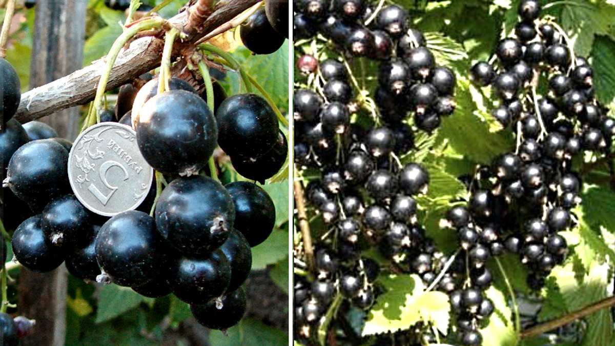 Черная смородина "Отличница"