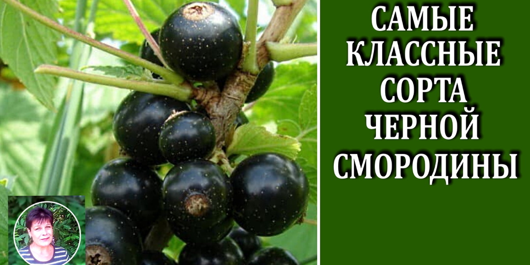 Какую черную смородину посадить Самые классные сорта.