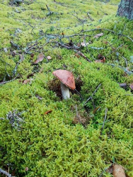 Их едят, они глядят
Фото: Ирина Кухарева