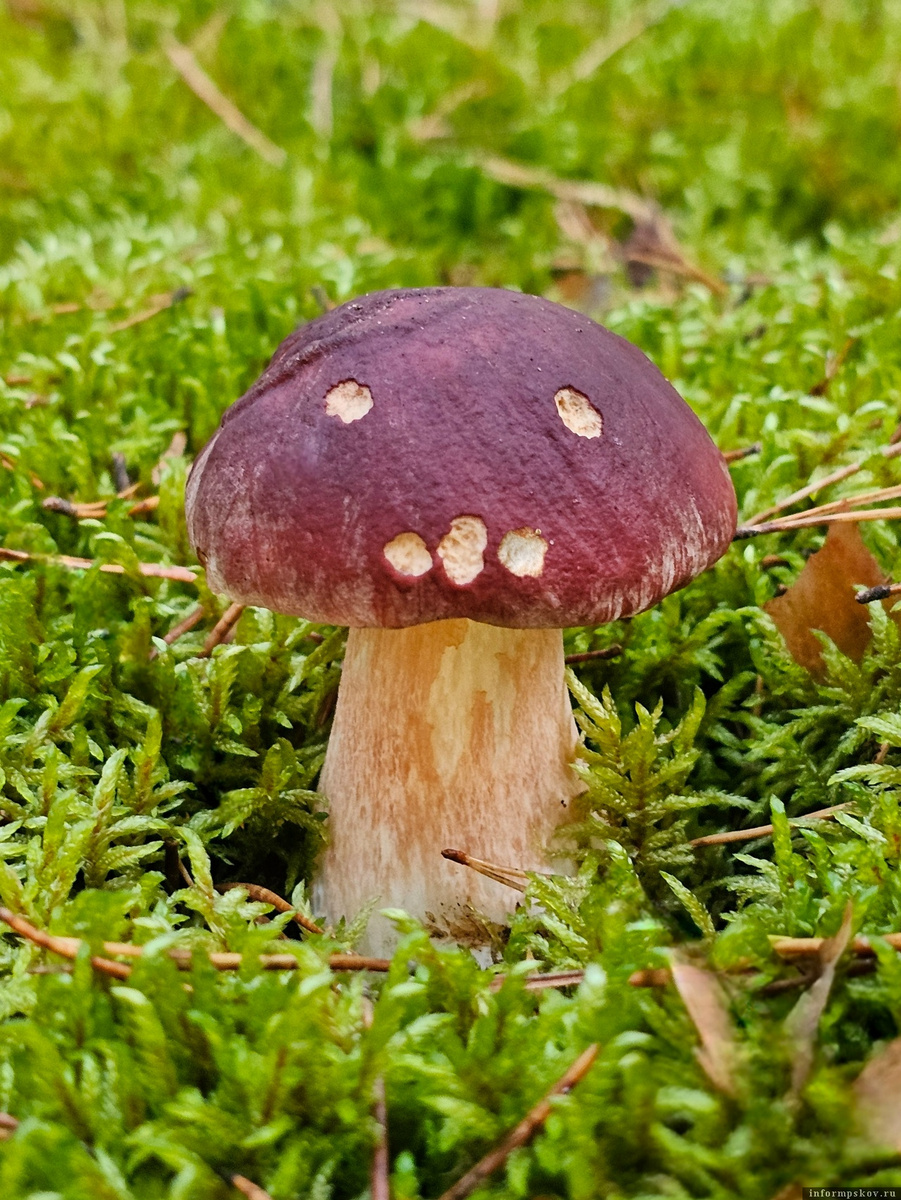 Позитивный гриб. Фото: Анна Пшеницына