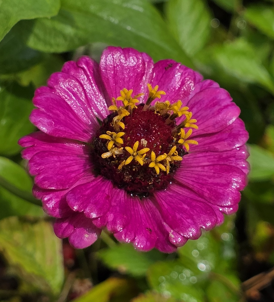 Одна из моих цинний этого сезона.