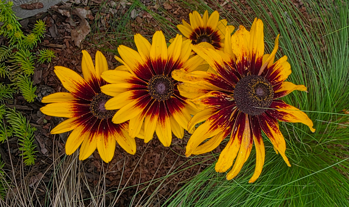 Одна из моих рудбекий этого сезона.