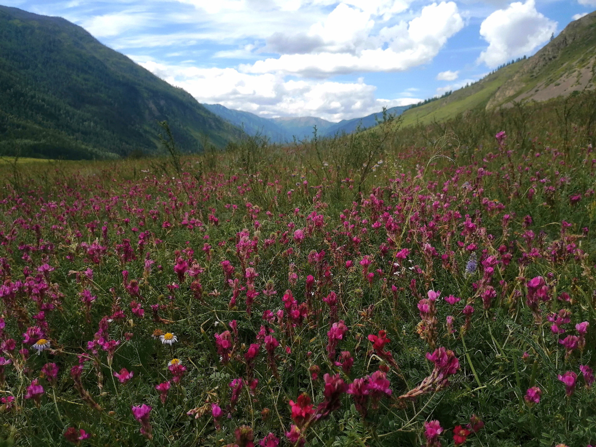В горах Алтая