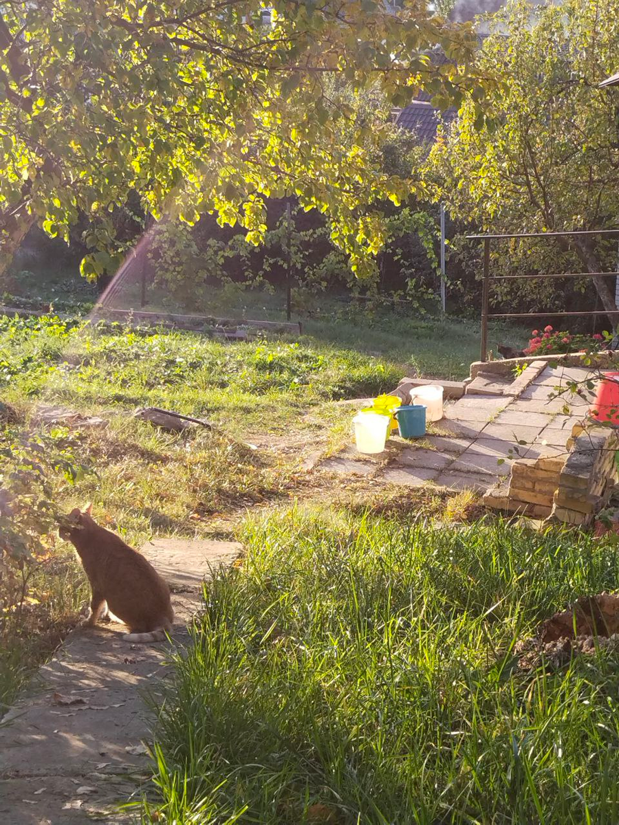 Загадка "Найди кошку".