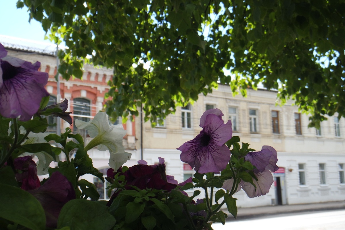 цветок похож на тонкокрылую бабочку