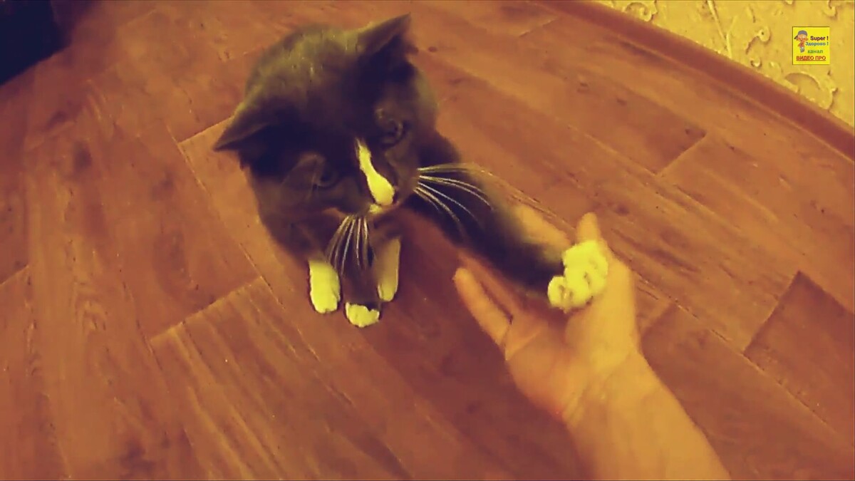 Кот здоровается