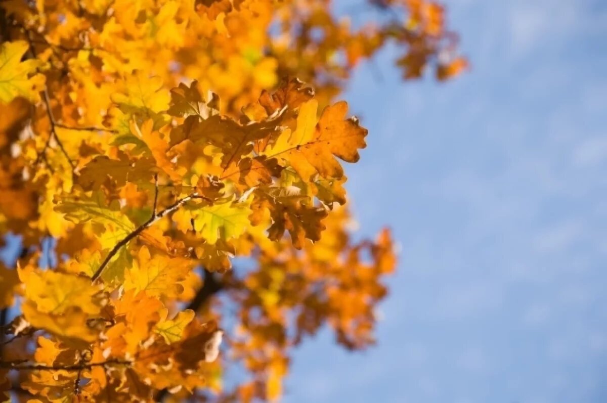    В Рыбинске пройдёт ежегодный месячник осенней уборки