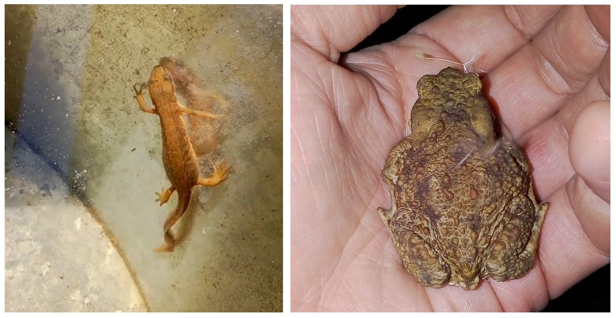 Тритончик (нежаренный), пойманный для временного содержания в ведре. Жаба-философ.