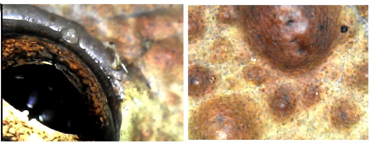 Жаба: око и поверхность тела сверху 