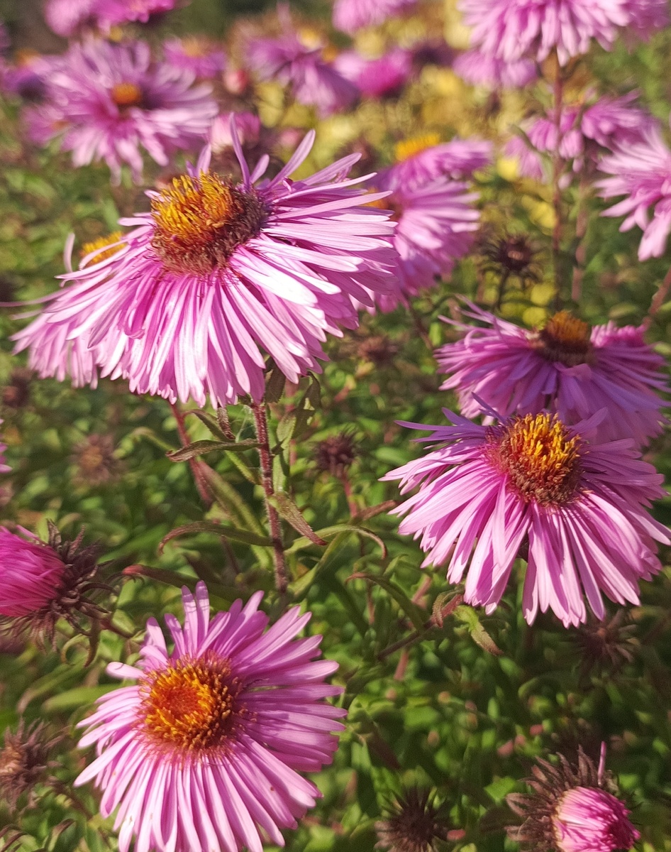 Мои Октябринки зацвели.