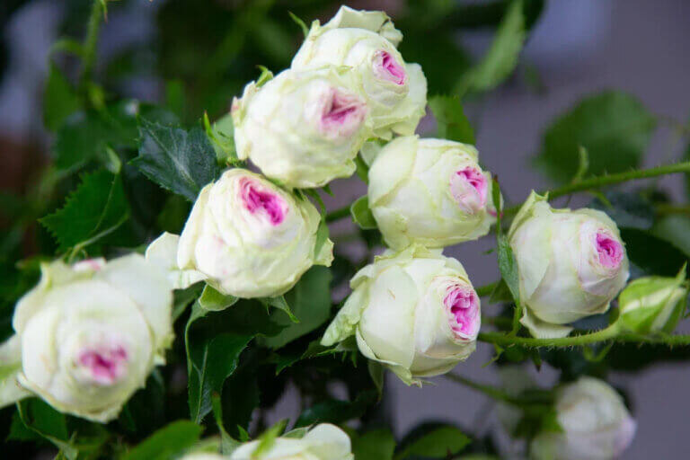    Фото: Общественная Служба Новостей Марта Леви