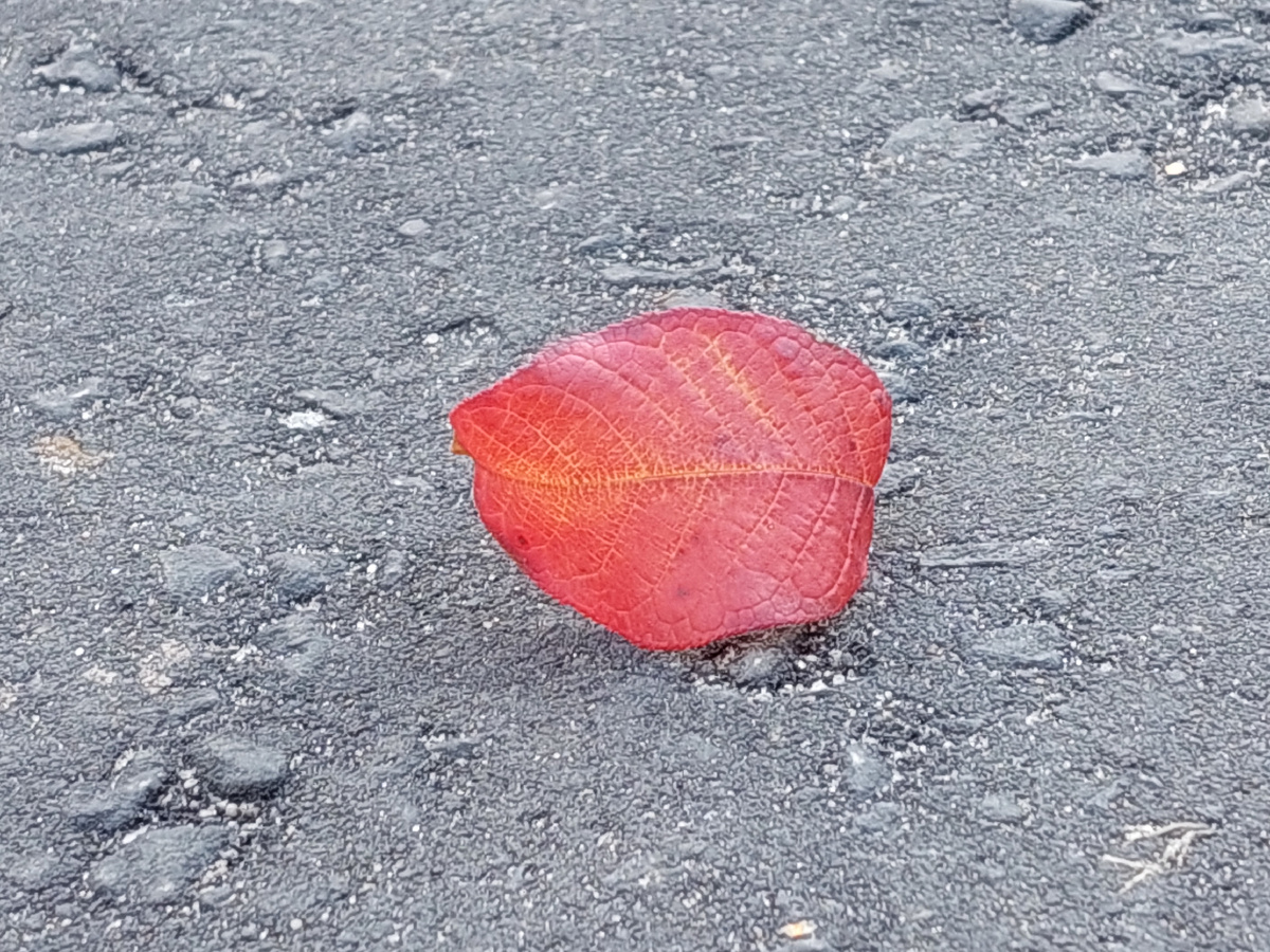 Грустный листик