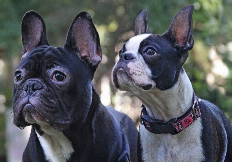 7 пар собак, похожих друг на друга