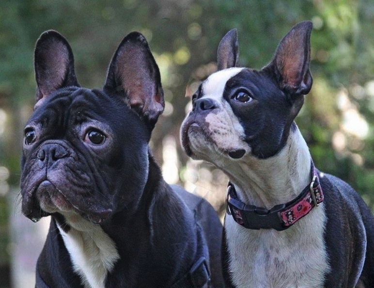 Слева французский бульдог, справа бостон-терьер