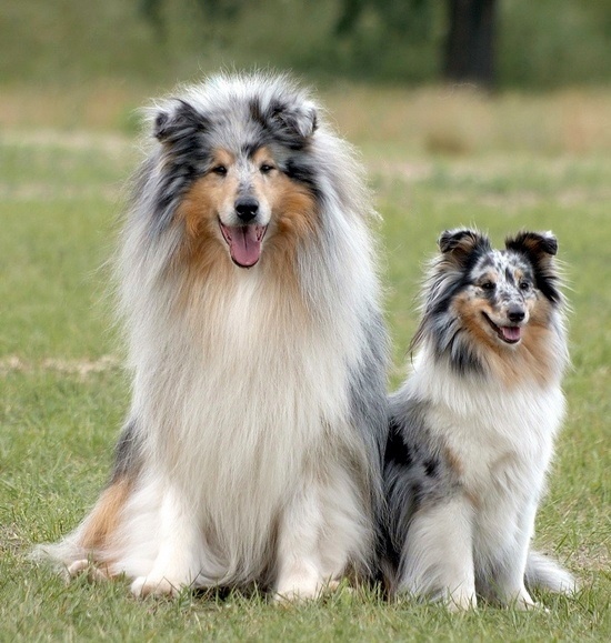 Слева колли, справа шелти