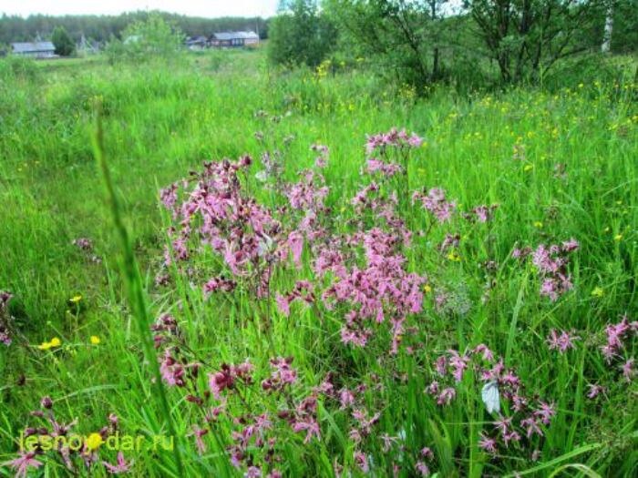 Цветёт горицвет кукушкин (фото с блога "Лесная кладовая")