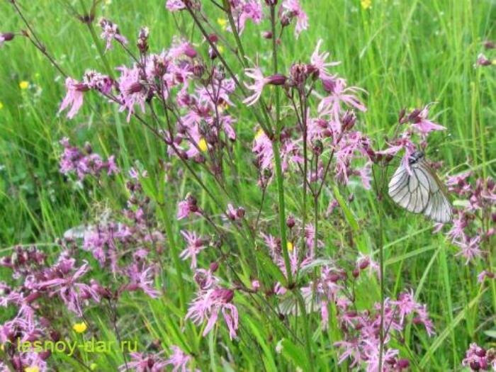 Соцветия горицвета кукушкина. И бабочка боярышница (фото с блога "Лесная кладовая")