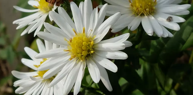 Корейские астры