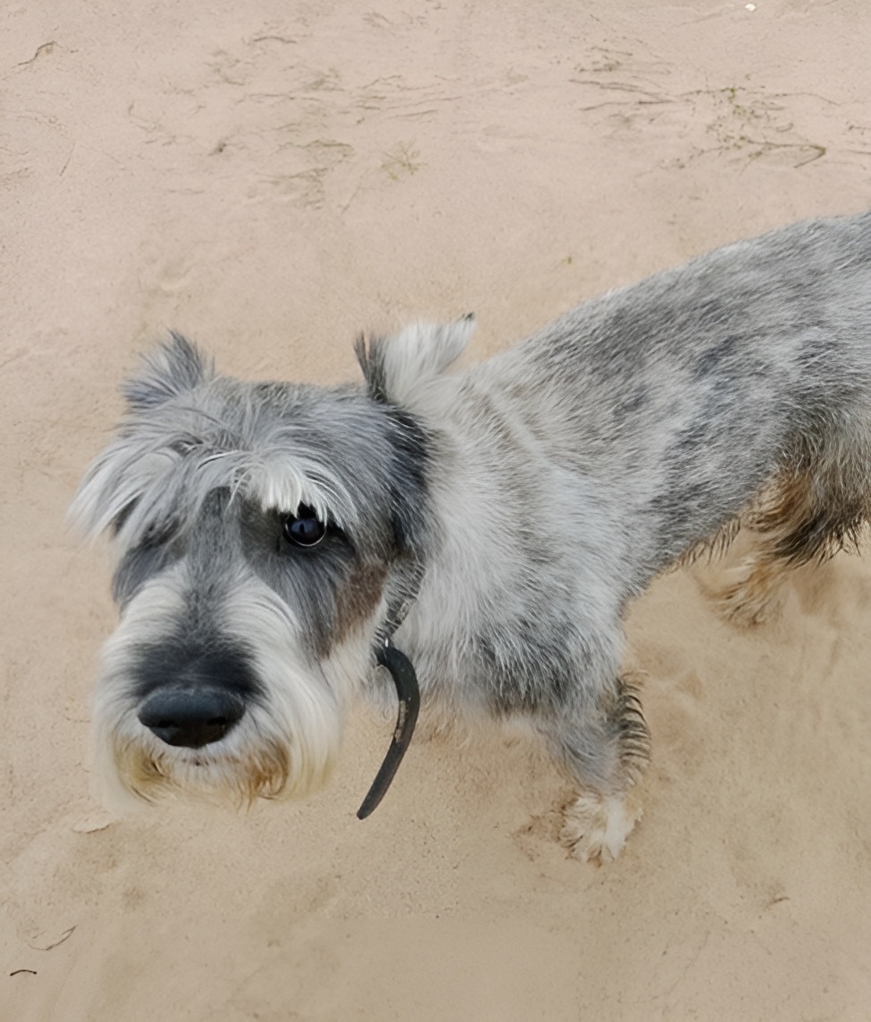 "А мне хорошие хозяева найдутся?.."