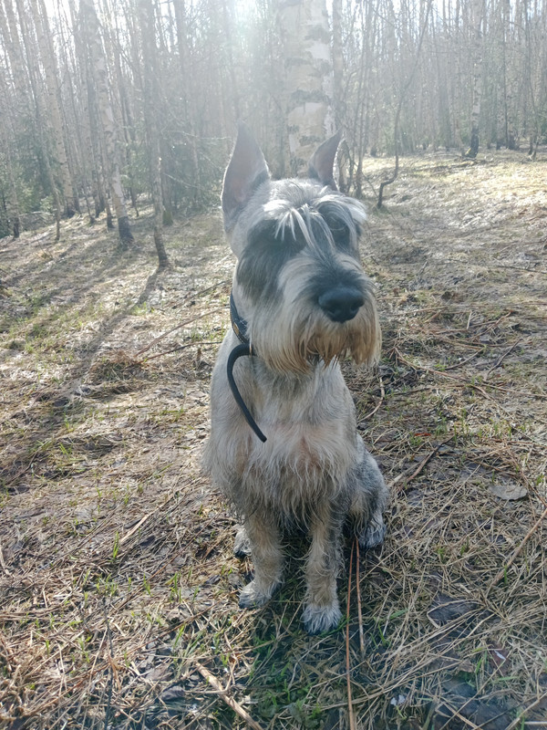 "Весенний" Алик