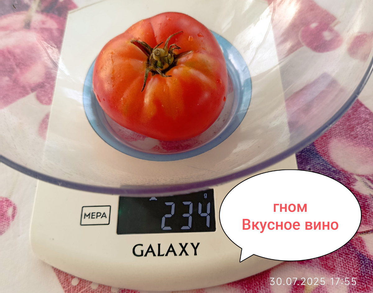 Первый помидор. Поспел на кусту, дата фото 30 июля