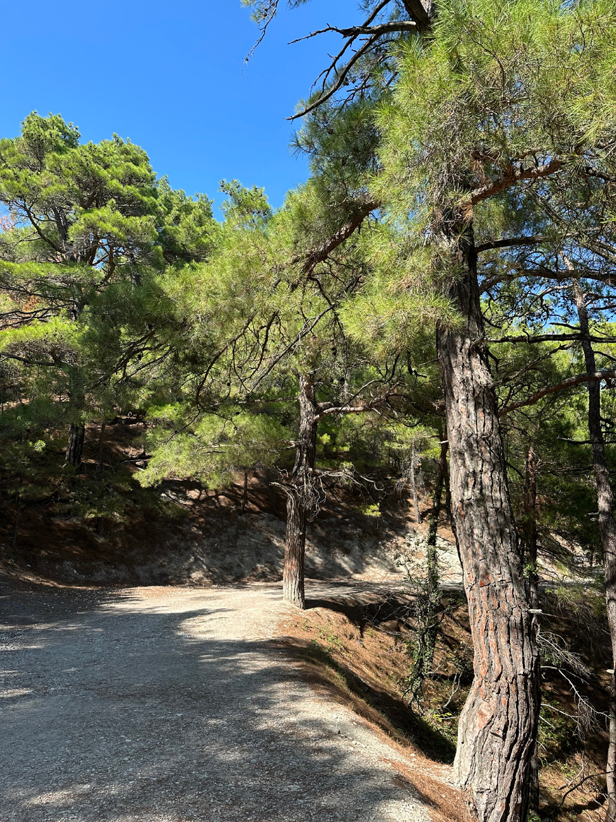 Роща Пицундской сосны.