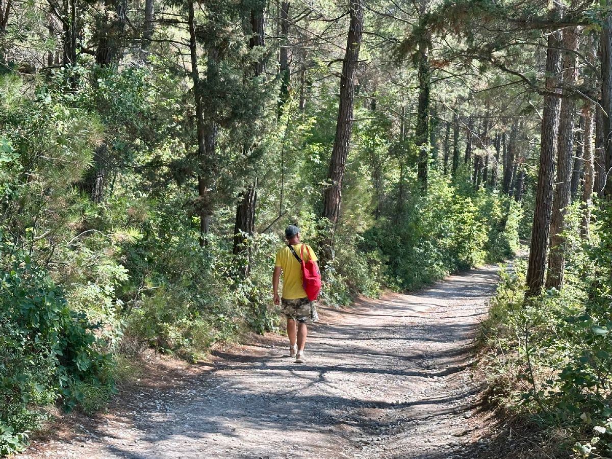 Живописная пицундская роща.