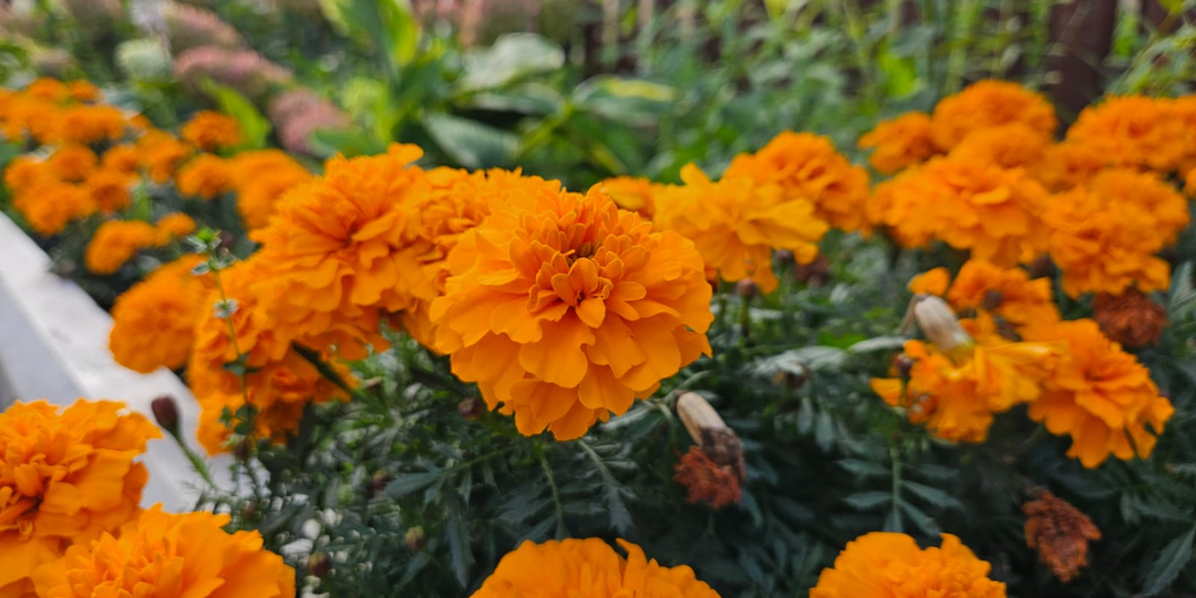 Бархатцы на участке: когда польза превращается в проблемы