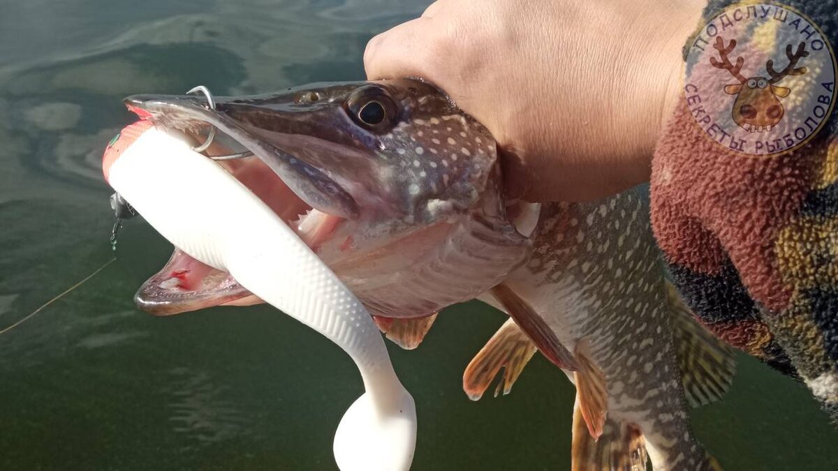 Лучшая приманка на щуку. Какую выбрать