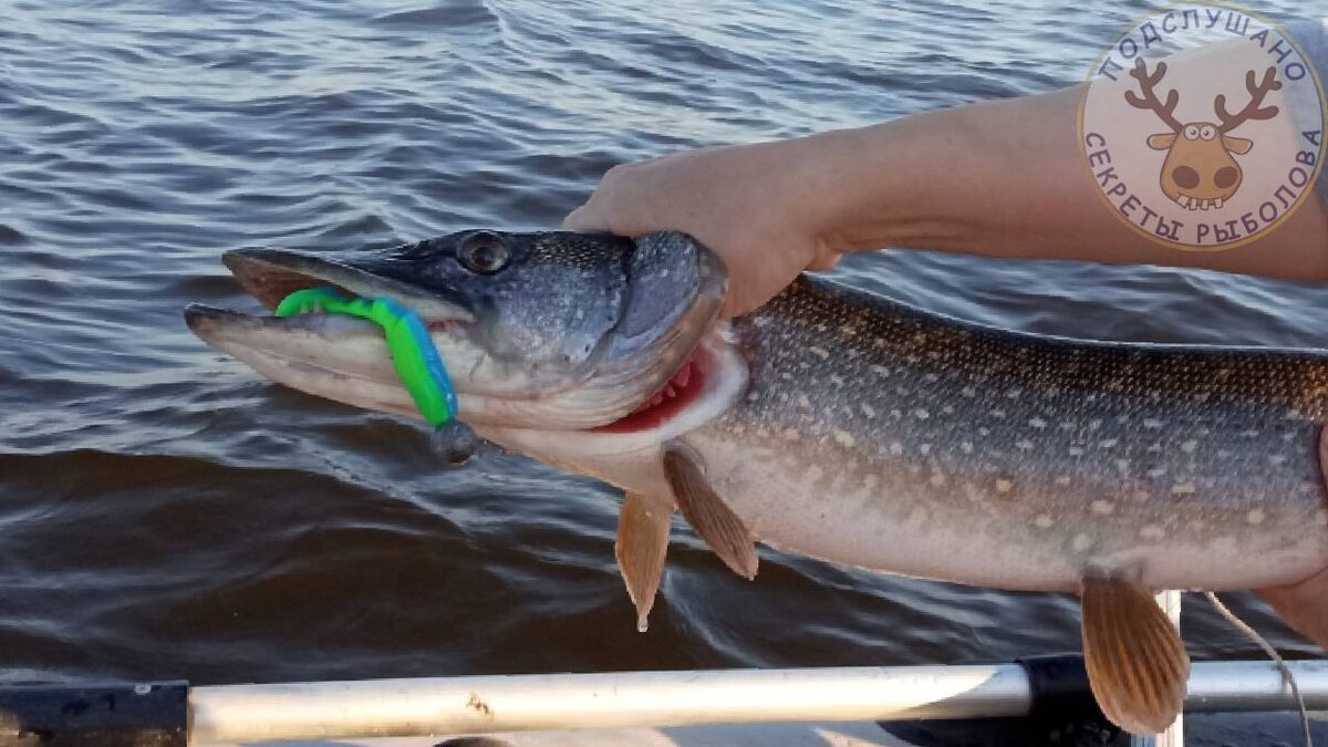 Силиконовая приманка на щуку