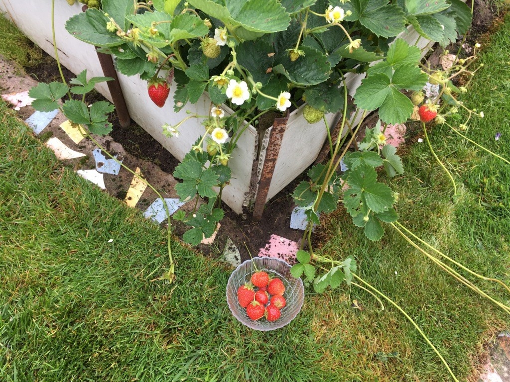 Клубника ремонтантная Елизавета 2