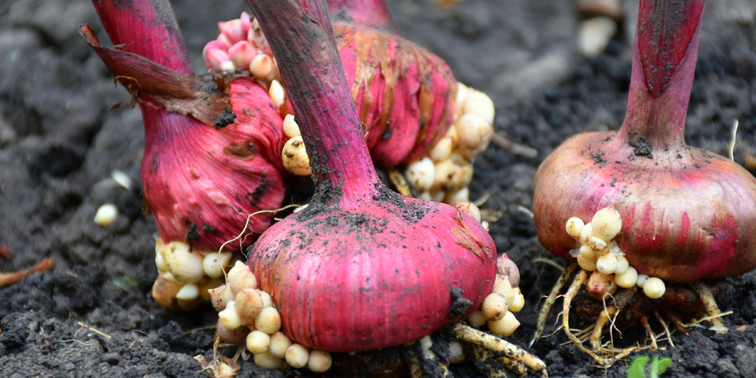 Когда выкапывать Гладиолусы после цветения: рекомендации по выкопке и хранению луковиц