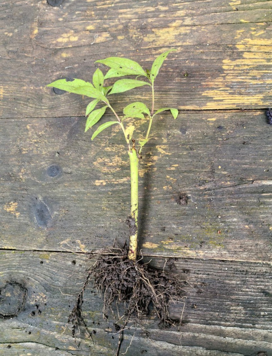 Летнее черенкование, конец августа