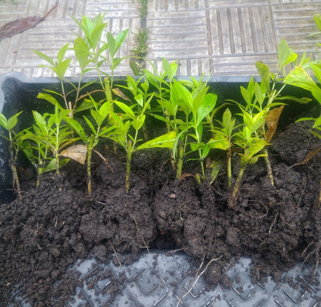 Летние черенки в августе