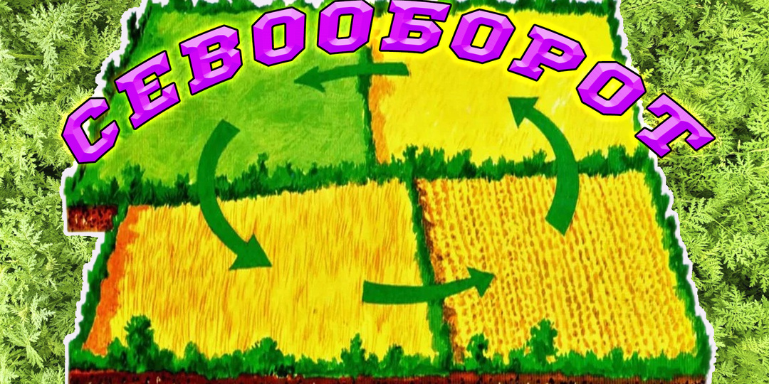 Севооборот в огороде. Совместимость растений.