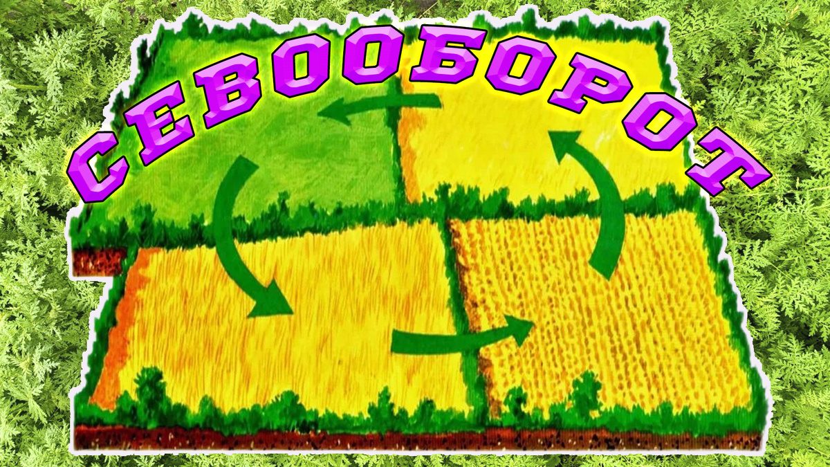 Севооборот растений на огороде.