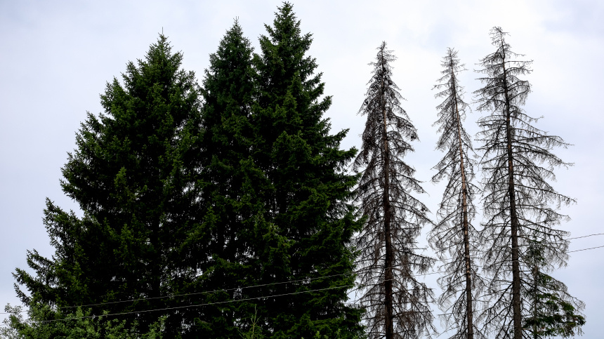    Фото: www.globallookpress.com/Elena Mayorova; 5-tv.ru